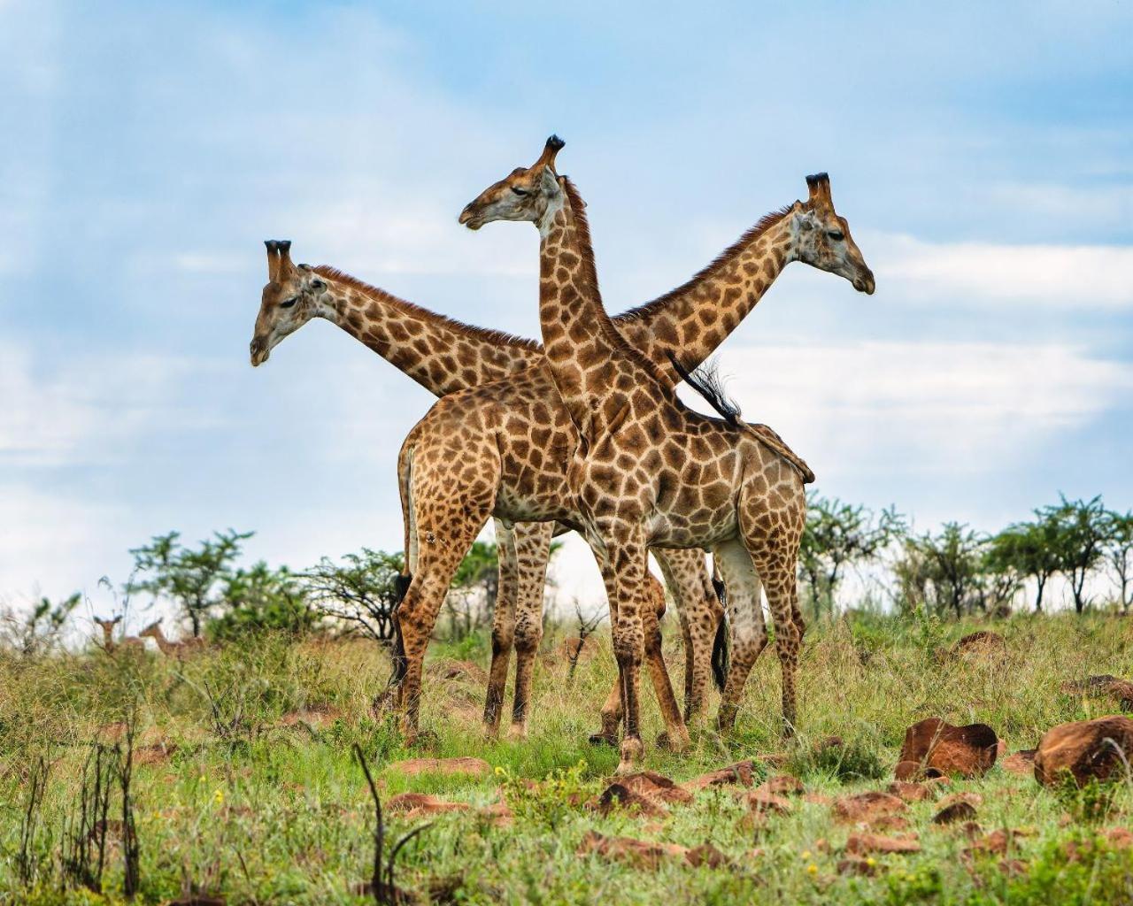 Umzolozolo Private Safari Lodge & Spa Ladysmith Exteriér fotografie