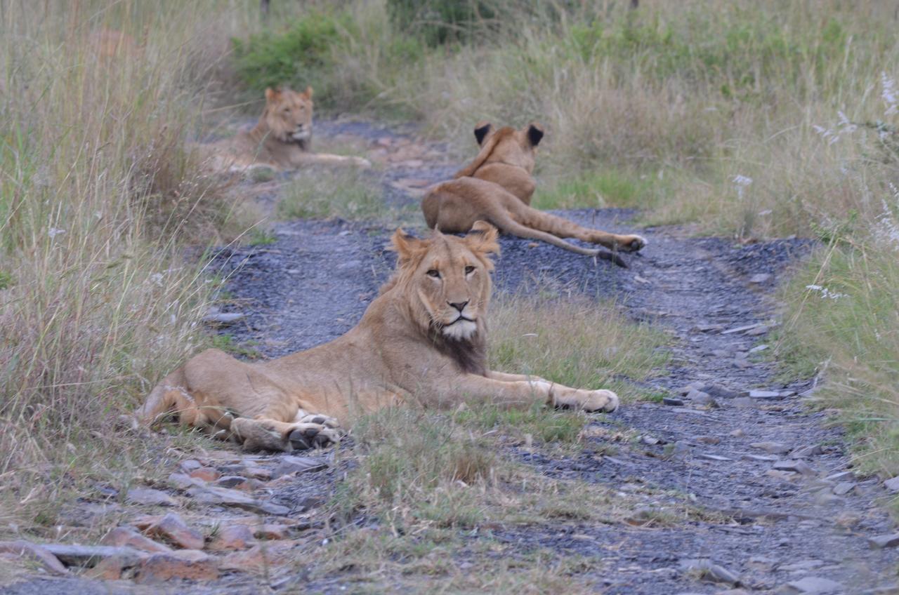 Umzolozolo Private Safari Lodge & Spa Ladysmith Exteriér fotografie
